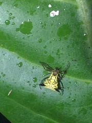 Micrathena acuta