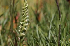 Spiranthes × stellata