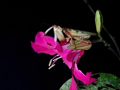 Hymenopus coronatus