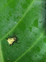 Micrathena acuta