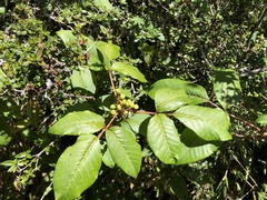 Toxicodendron orientale