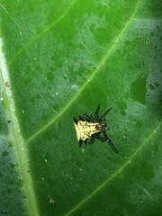 Micrathena acuta