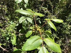 Toxicodendron orientale