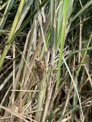 Tanna sozanensis
