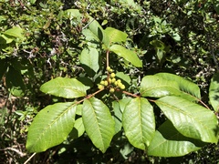 Toxicodendron orientale