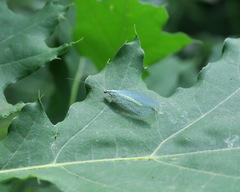 Chrysopa perla