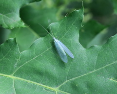 Chrysopa perla