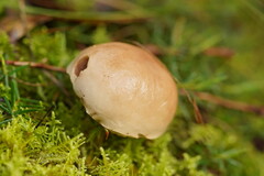 Fistulinella mollis