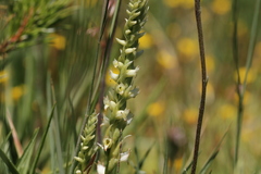 Spiranthes romanzoffiana