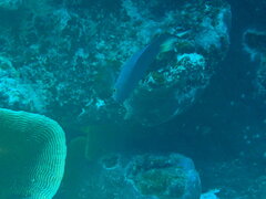 Pomacentrus flavioculus