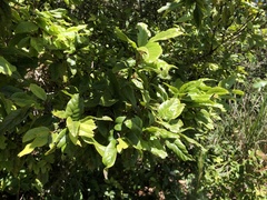Quercus tatakaensis