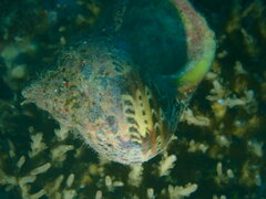 Turbo petholatus