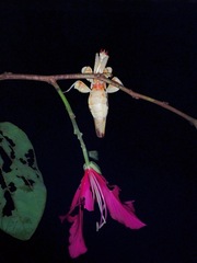 Hymenopus coronatus