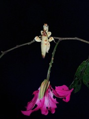 Hymenopus coronatus