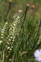 Spiranthes romanzoffiana