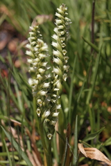 Spiranthes romanzoffiana