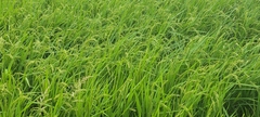 Oryza