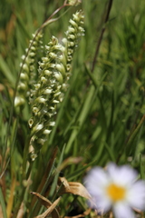 Spiranthes romanzoffiana