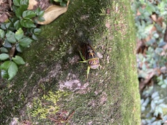 Vagitanus terminalis