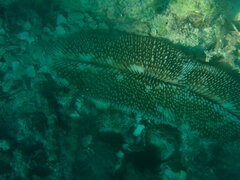 Ctenactis echinata