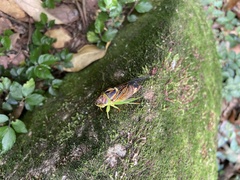 Vagitanus terminalis