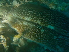 Ctenactis echinata
