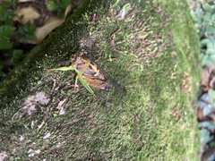 Vagitanus terminalis