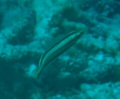 Hologymnosus doliatus