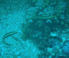 Hologymnosus doliatus