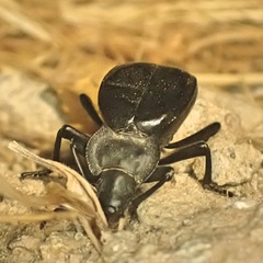 Akis acuminata