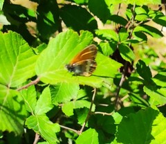 Coenonympha arcania