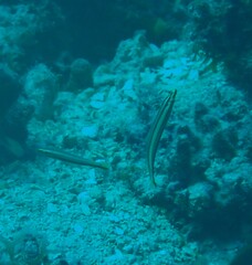 Hologymnosus doliatus