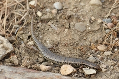 Chalcides ocellatus tiligugu