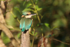 Todiramphus sanctus sanctus