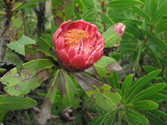 Protea laetans