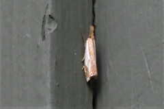 Crambus agitatellus