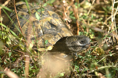 Testudo hermanni