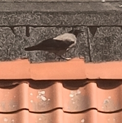 Corvus cornix