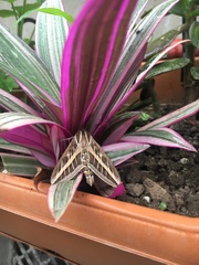 Hyles livornica
