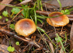 Pholiota communis
