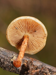 Pholiota communis