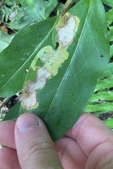 Corythoxestis zorionella