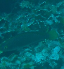 Cirrhilabrus punctatus