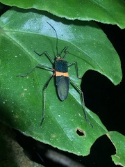 Phthiarella decorata