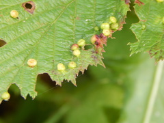 Dasineura ulmaria