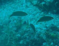 Cirrhilabrus punctatus