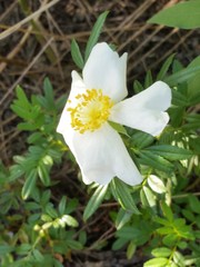Rosa foliolosa