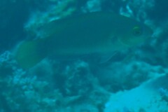 Cirrhilabrus punctatus