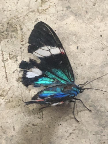 Hypocrita glauca