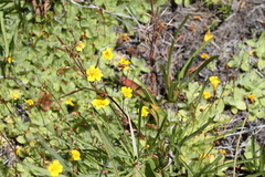 Erythranthe primuloides